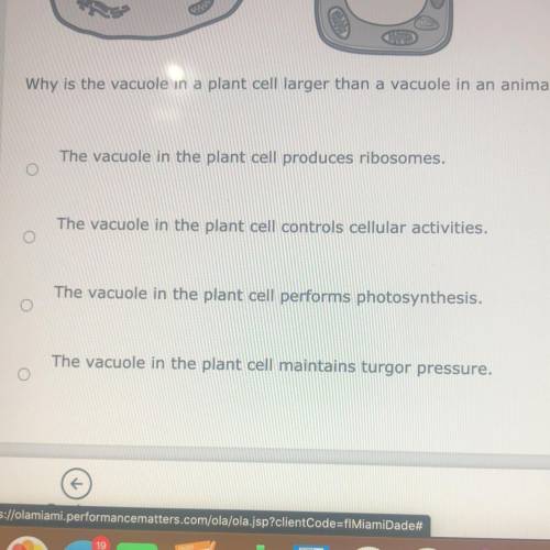Why is the vacuole in the plant cell larger than a vacuole in an animal cell?