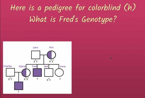 Here is a pedigree for colorblind (H)What is fred's genotype?