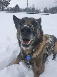 This is what happens when you let your dog in the snow. its always heartwarming to see torch play.