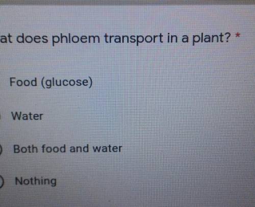 How does phloem transport in a plant? Food (glucose) Water Both food and water Nothing