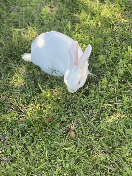 What type of bunny is this, also isn't he cuteeeeee