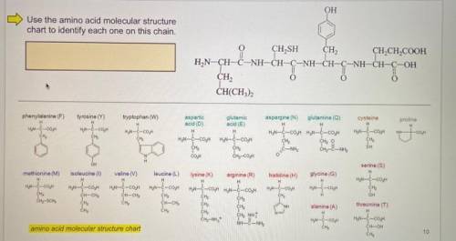 Use the amino acid molecular structure chart to identify each one on this chain