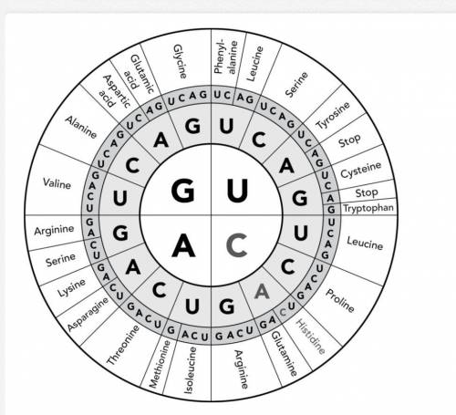 What is the significance of the code shown in the diagram?

A. It describes how DNA is transcribed