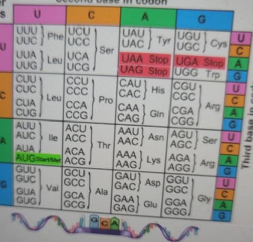 Which codon is the code for the amino acid serine (Ser)?

A. AGAB.AGUC.AGGD.UGA