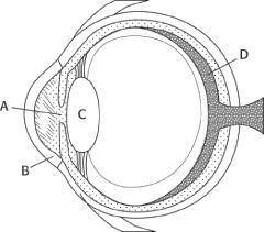 The diagram below shows the eye, with several features labeled.

Which part of the eye is responsi