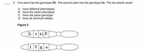 One plant has the genotype BB. The second plant has the genotype Bb. The two plants would