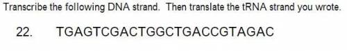 Transcribe the following DNA strand. Then translate the tRNA strand you wrote.