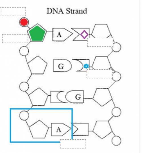 Drag and drop the labels (5) that complete this DNA structure.

phosphate sugar thymine cytosine n