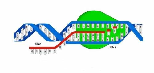 The knowing that RNA bases are being added to the strand, letter X in the diagram below represents
