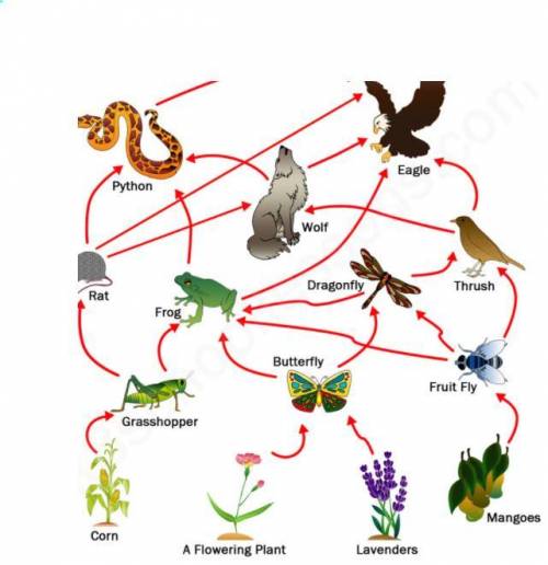 Which of the following would occur if the Thrush population was to suddenly decrease?

a
The popul