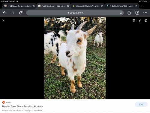 Im gettin a nigerian dwarf goat dont delete this or illl report uu
