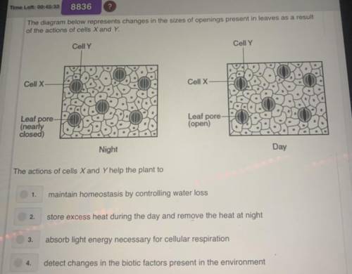 The action of cells and x and y help the plant to?