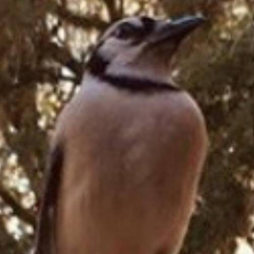What bird is this!?? FREE BRAINLEST TO THE RIGHT ANSWER!!