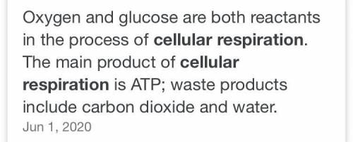 Which is the following is a starting compound during cellular respiration?

Carbon dioxide
Glucose
