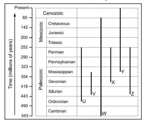The diagram below shows the fossil record of different species. According to the records of fossil