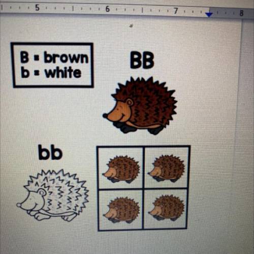 Explain why in this crossing all of the hedgehog offspring are brown even though they all carry the