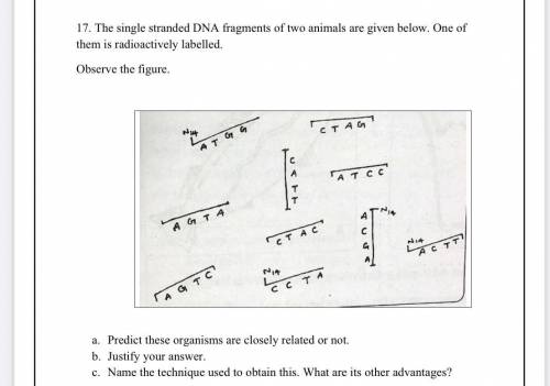 The single stranded DNA fragments of two animals are given below. One of them is radioactively labe