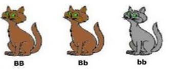 Which statement below is false, based on the image?

The first cat is homo-zygous dominant.Brown i