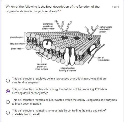 Which of the following is the best description of the function of the organelle shown in the pictur