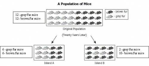 Which statement best explains the difference in the mouse populations on Island A and Island B at t