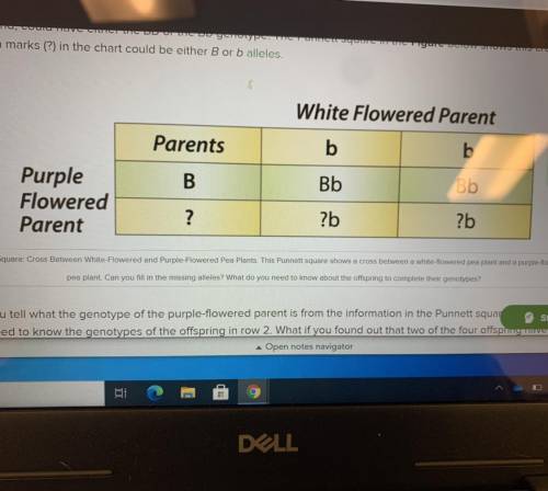 Can you tell what the genotype of the purple-flowered parent is from the information in the Punnett