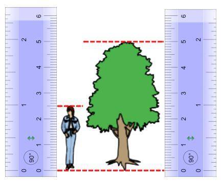Here is a diagram of a person standing next to a tree.

The diagram shows two centimeter rulers.
T