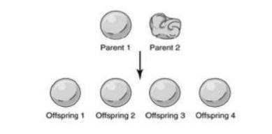 1.The illustration below shows that sexual reproduction involving two parent pea plants resulted in