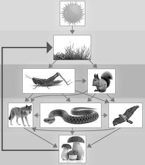 6. (01.01 HC) (3 points)

If we removed the wolf, snake, and hawk from this food web, what best ex