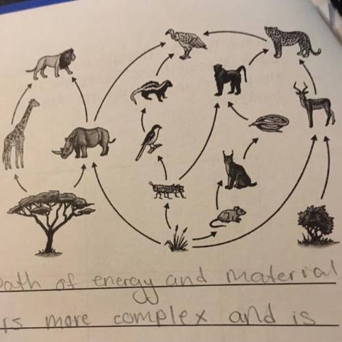 List the primary consumers in the food web please help