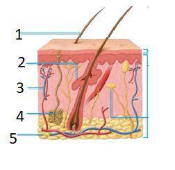 Label the part of the skin in the following picture