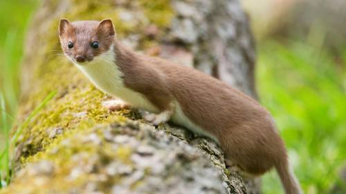 Click here or die 
stoat.