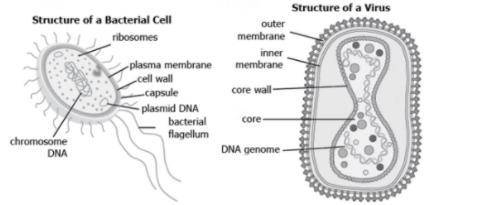 The images show the structures of a bacterial cell and a virus.

Which table lists a similarity an