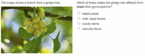 Which of these makes the ginkgo tree different from most other gymnosperms?