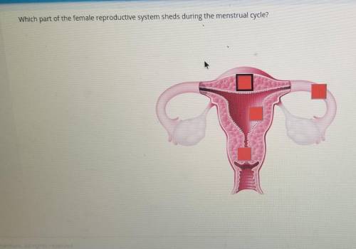 Which part of the female reproductive system sheds during the menstrual cycle?​