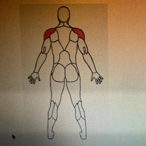 Where is this muscle located?

What is this muscles job?
What are 3 exercises or stretches you can