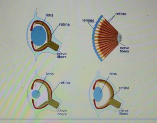 The diagrams below show the anatomy of the eye in four different animals. Select the two that provi