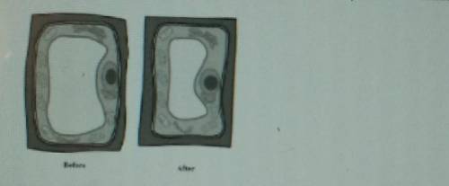 The diagram shows a plant cell before and after it is placed in a solution. After the cell is place