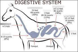 How is the pseudo-ruminant digestive system different than human digestive system?​