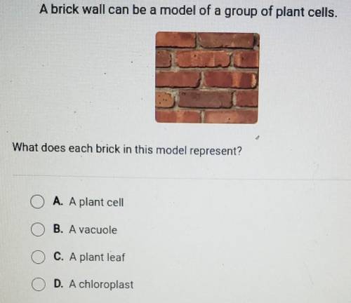 A brick wall can be a model of a group of plant cells what does each brick in this model represent​