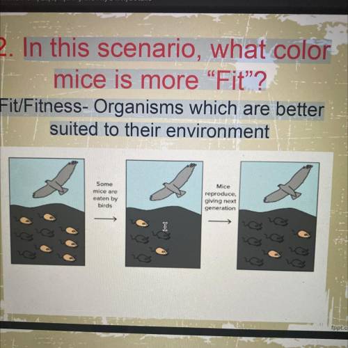 In this scenario, what color

mice is more “Fit”?
Fit/Fitness- Organisms which are better
suited t