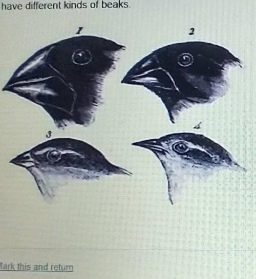 Darwin observed that finches on the galapagos islands have different kinds of beans which best supp