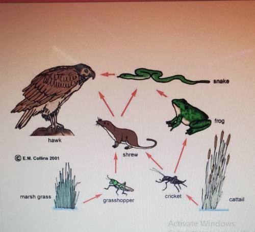 In the above food web, killing off which of these members would have the biggest effect on the enti