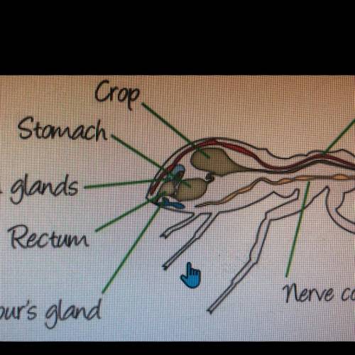 If you wanted to find an ant's stomach, where would

you look?
a. Inside its head
b. Inside its cep