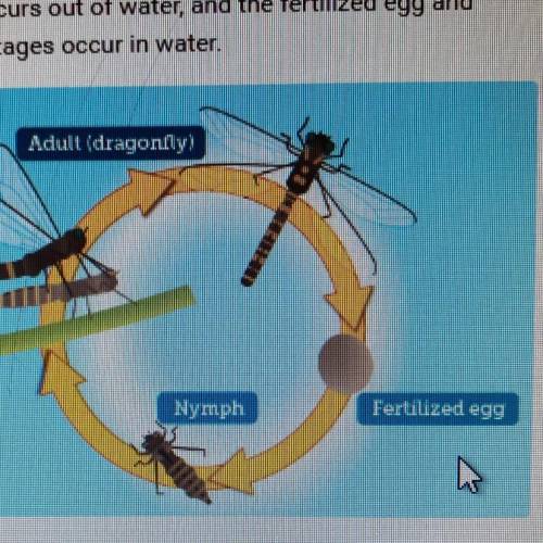 The diagram shows the life cycle of a dragonfly. The adult

stage occurs out of water, and the fer