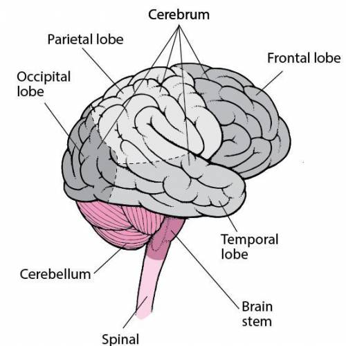 What are the 6 lobes of the brain and where are they located?