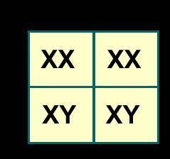 Predict the genotype of the missing parent.

A. 
YY
B. 
XX
C. 
xy
D. 
XY