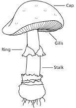 Which type of fungus is shown in the diagram?
