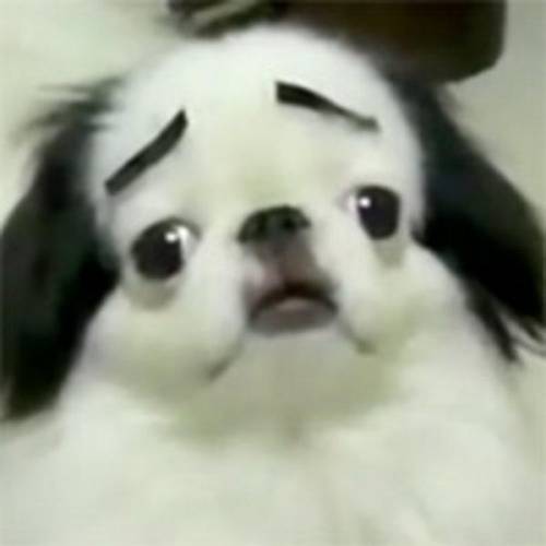 OH LOOK ITS A DOG WITH EYEBROWSSS