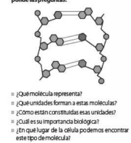 1. Que molrcula representa

2. Que unidades forman a estas moleculas 3. como estan constituidas es