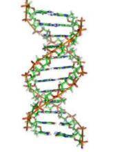 Based on this picture, how do you think a DNA molecule makes a copy of itself?